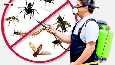 Home Pest Control in Jaipur