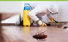 Cockroach Control Service in Jaipur