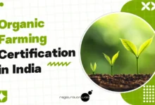 Organic Certification in India