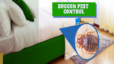 Bedbugs Control in Jaipur