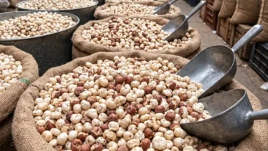 Roasted makhana manufacturer in india