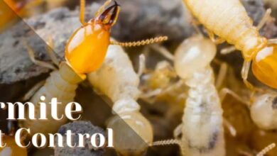 Pest Control Treatment for Buildings in Jaipur