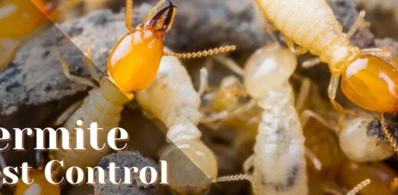 Pest Control Treatment for Buildings in Jaipur