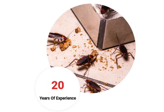 Residential Pest Control Chennai