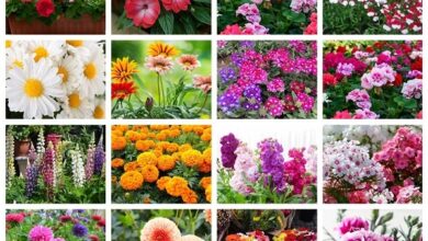 Flower Bulbs​