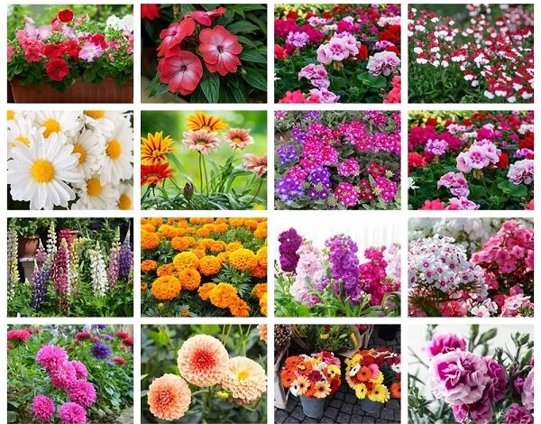 Flower Bulbs​