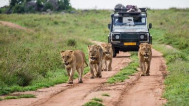 Ranthambore Jeep safari Booking