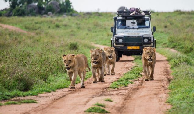 Ranthambore Jeep safari Booking