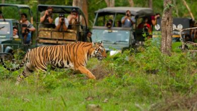 Ranthambore National Park tour packages