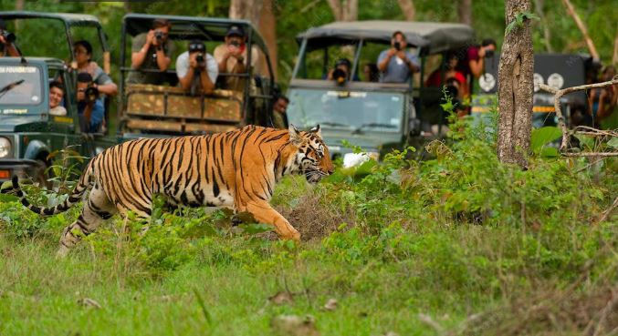 Ranthambore National Park tour packages