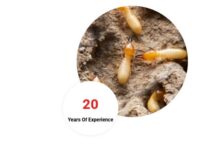 Termite Control Chennai